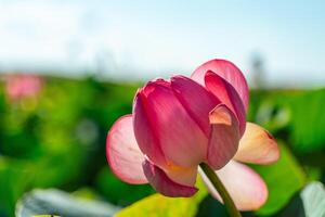A pink lotus flower sways in the wind. Against the background of their green leaves. Lotus field on the lake in natural environment. photo