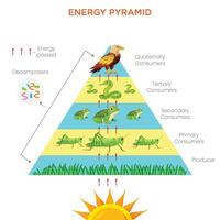Understanding the Energy Pyramid Flow of Energy in an Ecosystem vector