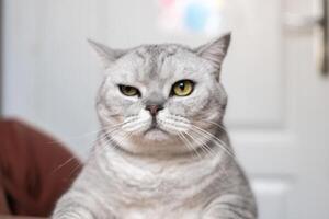 Cat Portrait, Grumpy, Stare - A close-up portrait of a grumpy cat staring directly at the camera. photo