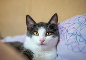 A cat is laying on a bed with a pink and white blanket. The cat is looking at the camera with a curious expression. photo