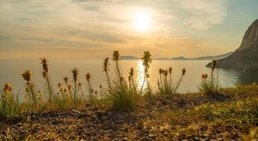 A beautiful sunset over the ocean with a field of yellow flowers in the foreground. photo