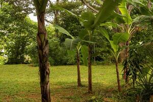 The green tropical banana trees in the neighborhood create a pleasant view, blending nature with suburban life. Their lush leaves and vibrant presence enhance the surrounding areas tranquility. photo