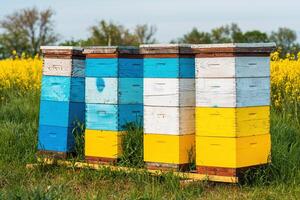 Wooden apiary crates or beehive boxes for beekeeping and honey collecting in blooming canola field photo