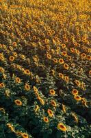 High angle view of blooming sunflower plantation field from drone point of view photo