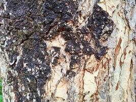close up photo of tree bark
