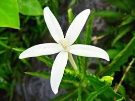 medicinal plant with the name ki tolod photo