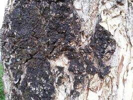 close up photo of tree bark