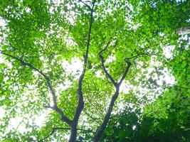 close photo of tree with green leaves