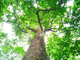 close photo of tree with green leaves