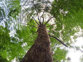 towering fern trees photo