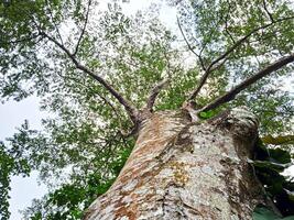 close photo of tree with green leaves