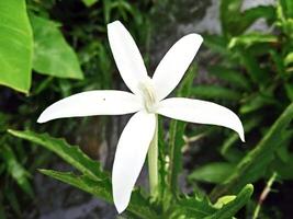 medicinal plant with the name ki tolod photo