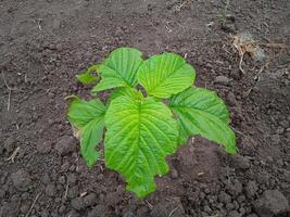 close photo of spinach shoots with green leaves