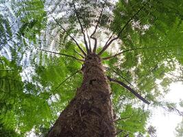 close photo of tree with green leaves