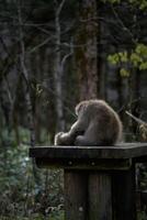Japanese monkey family in their natural rainforest habitat. Adorable grooming interactions, curious expressions, and funny behavior captured in a charming portrait. photo