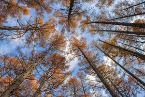 Witness the calming effect of dawn in a pine wilderness through a horizontal photo, where the silhouette of trees creates a tranquil atmosphere in the morning light. photo