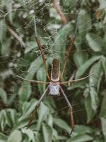 Unraveling Spider Webs Understanding Their Structure and Function photo