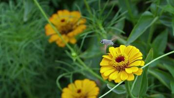 In nature a bee collects honey from a yellow flower with its sting video