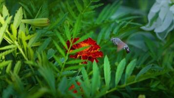 In nature a bee collects honey from a Red flower with its sting video