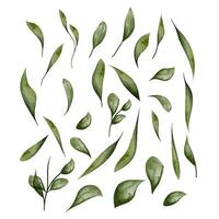 Watercolor leaf set with branch, isolated on white background vector