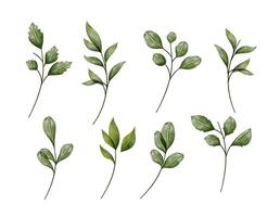 Customizable Leaf branch, set isolated on white background vector