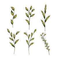 Botanical leaf branch set with green leaves, isolated on white background vector