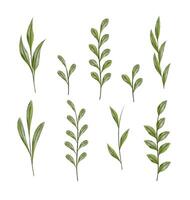 Watercolor Leaf Branches for Design, isolated on white background vector