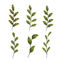Editable watercolor leaf branch set, isolated on white background vector