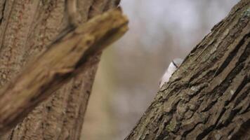 Eurasian Nuthatch Pecking on a Tree Seen From the Side. video