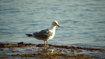 Slow motion close-up shot of a seagull on the rock against calm sea. Bird looking around and cleans its feathers, waiting for a prey and flies to catch a fish. No people. Slow motion video