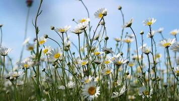 Chamomile. White daisy flowers in a field of green grass sway in the wind at sunset. Chamomile flowers field with green grass against blue sky. Close up slow motion. Nature, flowers, spring, biology video
