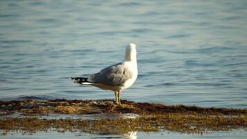 Slow motion close-up shot of a seagull on the rock against calm sea. Bird looking around and cleans its feathers, waiting for a prey and flies to catch a fish. No people. Slow motion video