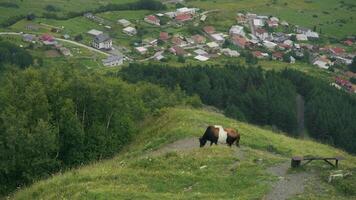 Large cow is grazing on the slope of a hill, which is covered in greenery and stands against the backdrop of a forest. In the distance, a small village can be seen. Slow motion video