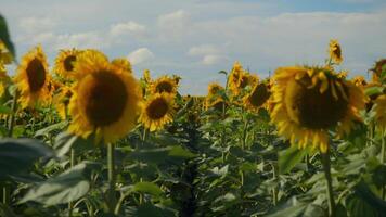 Path, running through a field of sunflowers, extends far beyond the horizon on a hot and sunny day. Slow motion. video