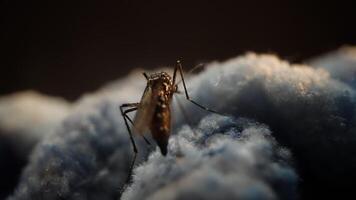 Close-Up of a Mosquito on a Soft Surface in Low Light video