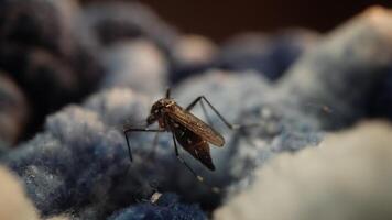 Close-up of Mosquito on Soft Texture with Blurred Background video