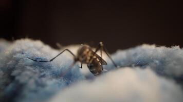 Macro shot capturing a blurred insect on a soft blue surface video