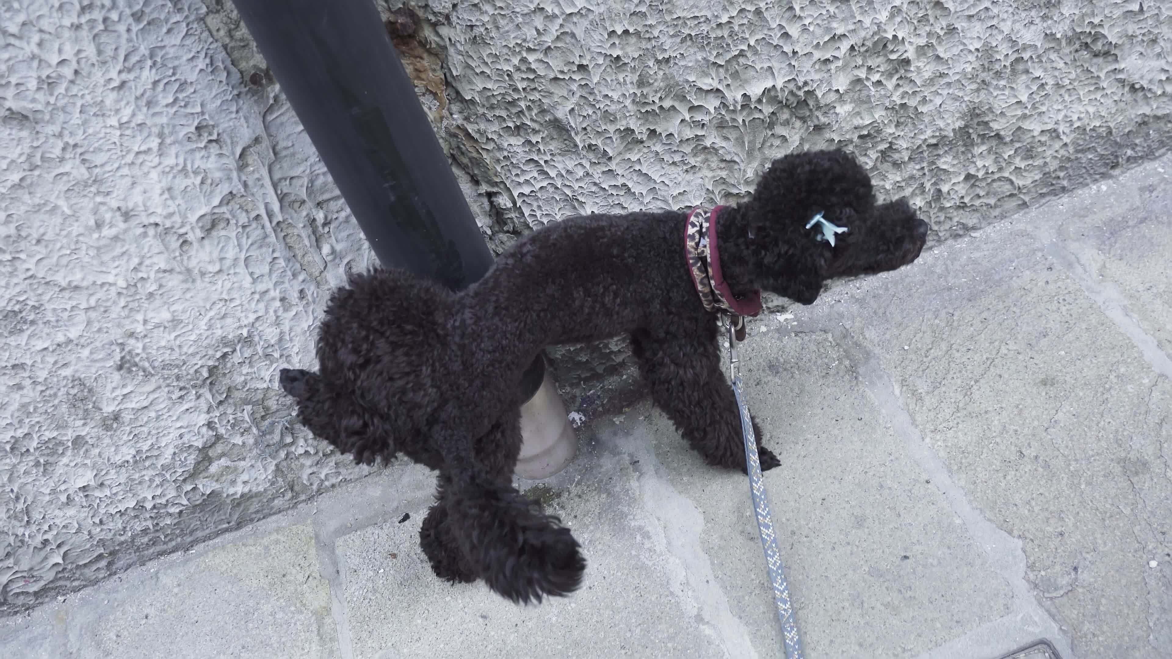Dog pees on the wall 49758178 Stock Video at Vecteezy