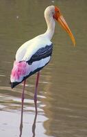 Painted Stork - The painted stork is a large wader in the stork family. photo