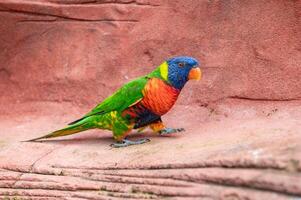 Colorful rainbow lorikeet perched on a rock with blurred green foliage in the background. photo