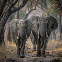 Two elephants walk side by side on a long path on jungle photo