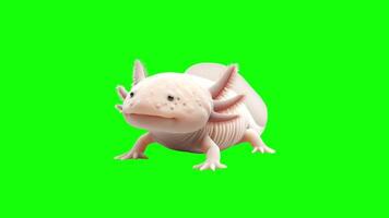 Green Screen Popup of an Axolotl video