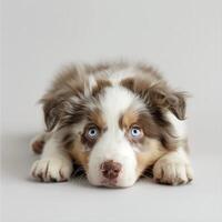 Australian Shepherd dog with brown and white fur lying down on the floor photo