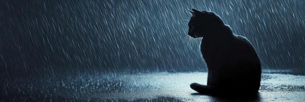 a background image of a black cat relaxing in the rain photo
