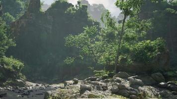 A serene river flowing through a vibrant tropical jungle. mountain path video