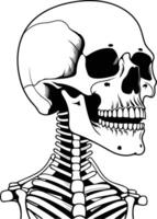 Black and white illustration of a skull with visible ribs, perfect for adding a touch of macabre to your design vector