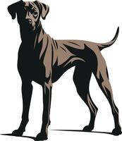Standing German Shorthaired Pointer vector