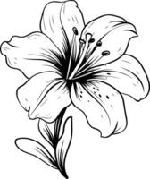A delicate line drawing of a lily flower, perfect for adding a touch of elegance to your designs vector