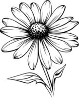 Simple line drawing of a daisy flower with delicate petals and a detailed center vector
