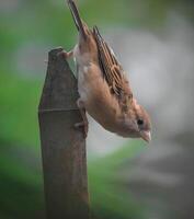 Resilience takes flight, like this sparrow perched atop the unexpected. May your spirit soar, finding strength in the smallest of moments. photo